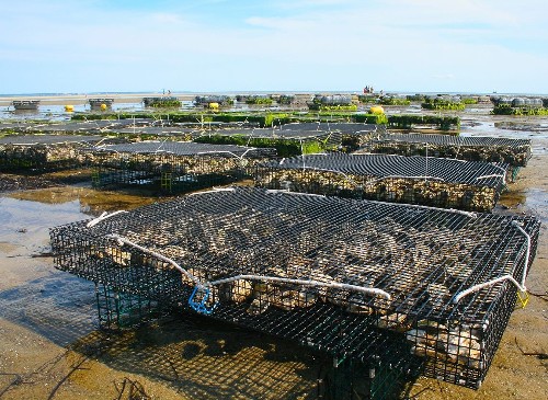 IT Tralee researchers are developing a high-tech tracking system for Irish Oyster Farms 